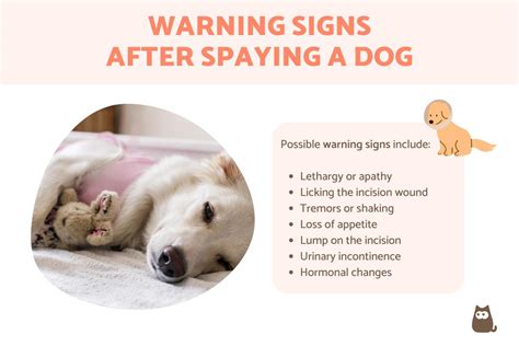 dog incontinence after spay|Warning Signs After Spaying a Dog